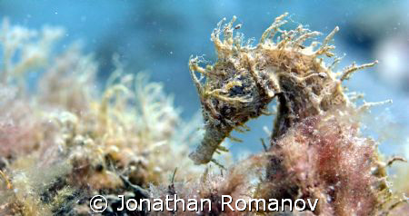 Seahorse taken at Blue Heron Bridge with Canon 20D with 5... by Jonathan Romanov 